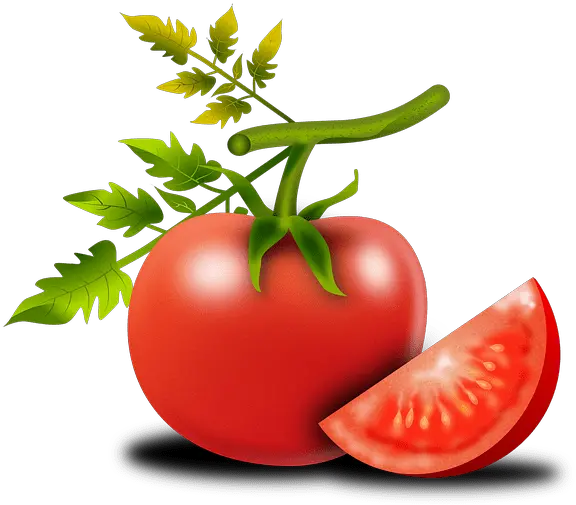  Growing The Ace 55 Tomato Determinate From Seed To Harvest Png Icon