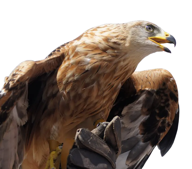  Golden Eagle Head Png Pixabay Eagle Eagle Head Png