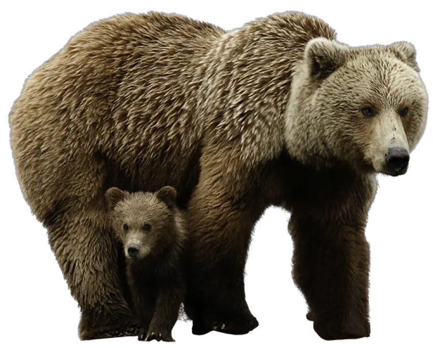  Download Bear Png Image For Free Bear Png Grizzly Bear Png