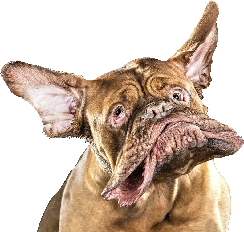  Dog Shaking Head Cutouts Png Face Shake Dogs Funny Dog Png