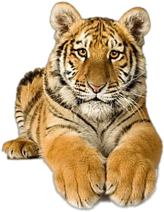  Download Tigres En Movimiento Gif Picsart Png Tiger Full Baby White Begal Tiger Tiger Png