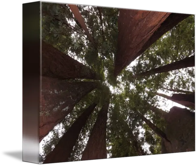  Redwood Tree Canopy Wood Png Tree Canopy Png