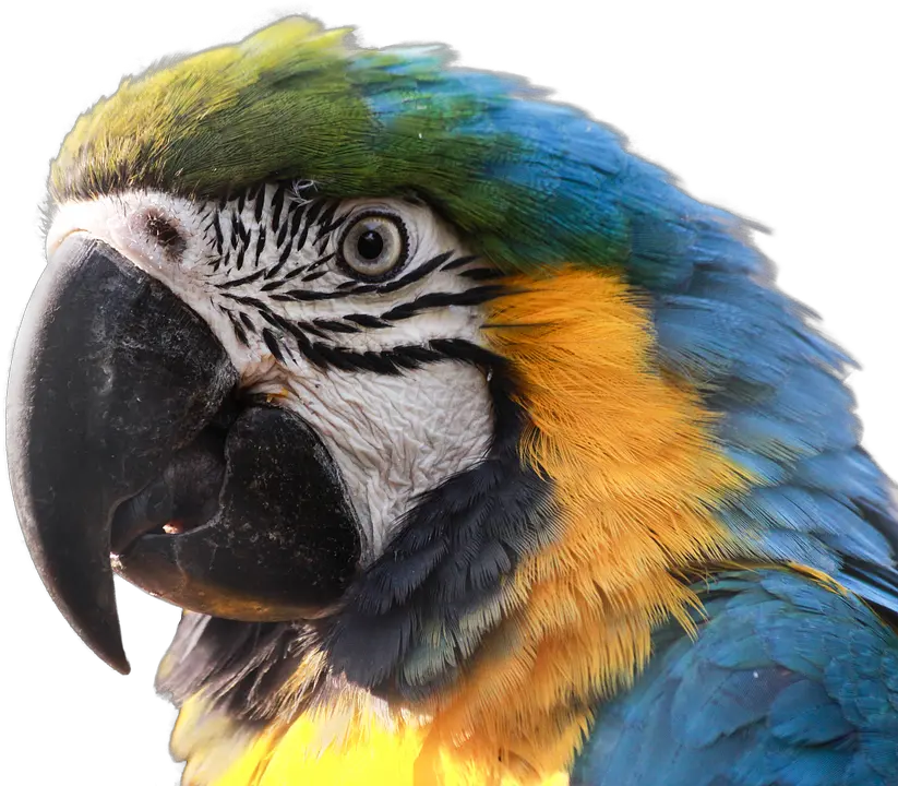  Ara Parrot Png Transparent Image