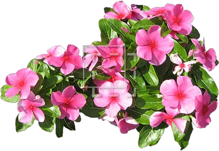  Small Pink Flowers Immediate Entourage Flower Png Pink Flower Png