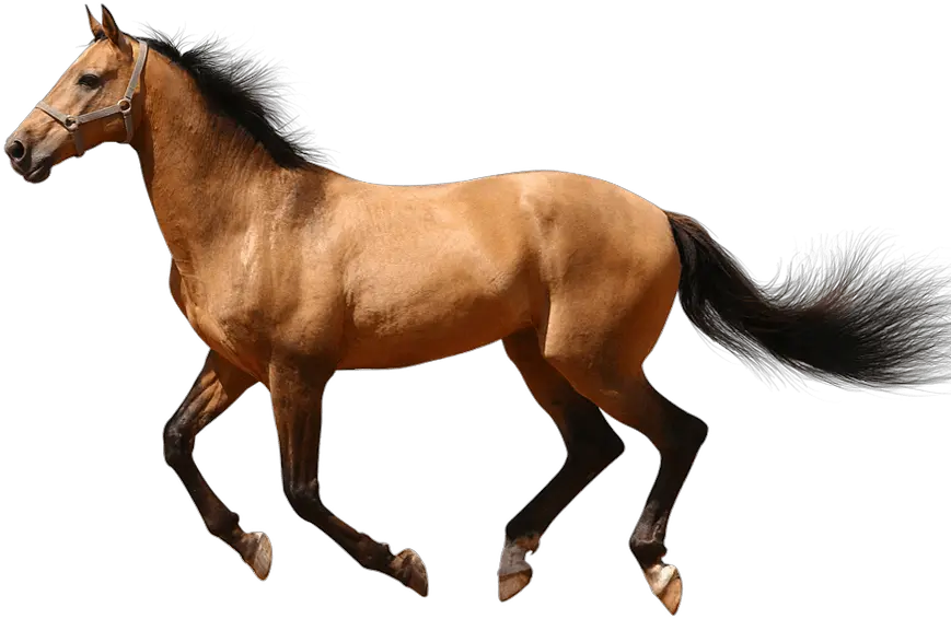  No Background Transparent Png Image Running Transparent Background Horse Png Running Transparent