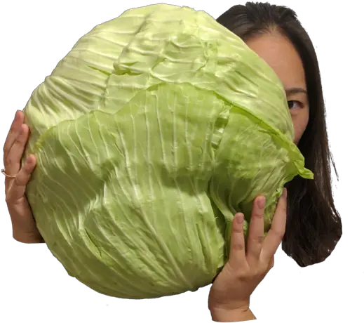  Download Arab Cabbage Cabbage Png Image With No Background Iceburg Lettuce Cabbage Transparent Background