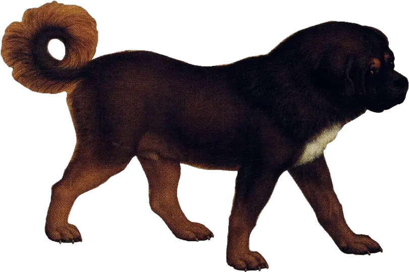  Transparent Tibetan Mastiff Png Number 4 Transparent Background