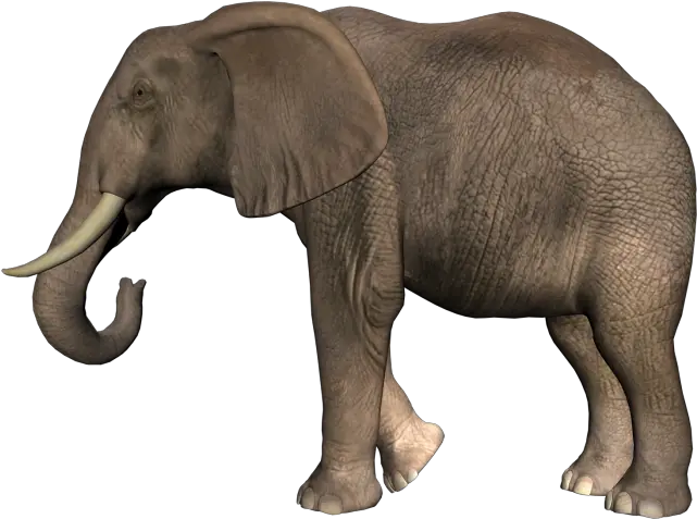  Elephant Png Transparent Background Image For Free Download Png Elephant Transparent Background