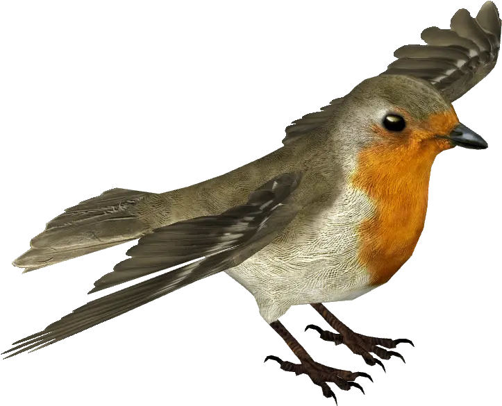  European Robin Transparent Background Bird Fly Transparent Background Png Robin Transparent