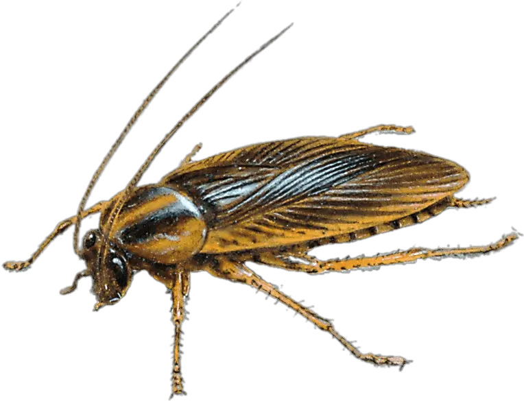  German Cockroach Insect Pest Control Blattella Asahinai Australian Cockroach Png Cockroach Png