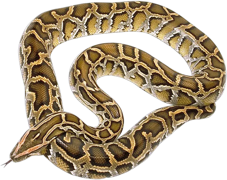  Download Snake Png Image For Free Transparent Background