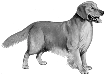  Golden Retriever Wisdom Panel Dogs Looking To The Right Png Golden Retriever Transparent