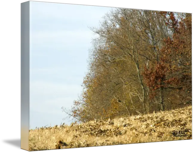  Treeline By Eric Macuski Png