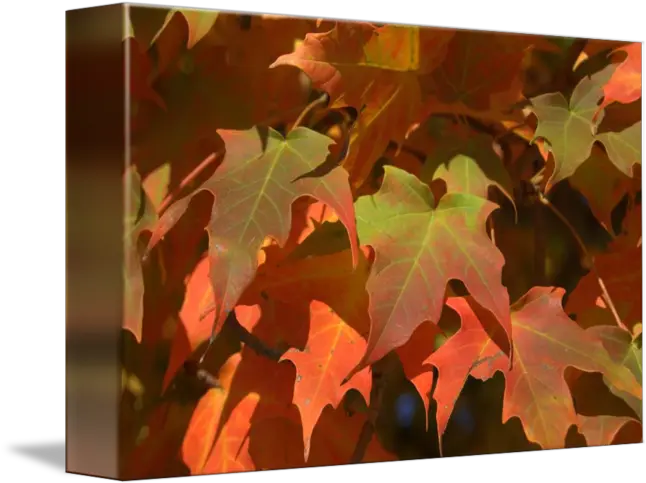  Fall Color By Masako Simmons Maple Leaf Png Fall Leave Png