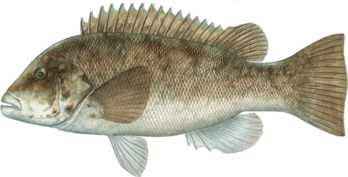  Fish Types Fish Of Massachusetts Png Bass Fish Png