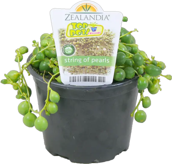  10cm String Of Pearls Senecio Rowleyanus Bunnings Warehouse Flowerpot Png String Of Pearls Png