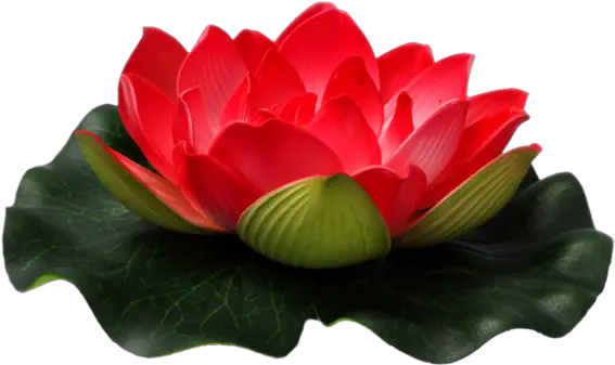  Clipart Flowers Nelum Transparent Red Lotus Flower Png Lotus Png