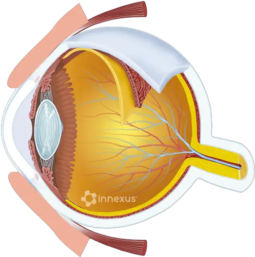  Interactive Eye Bogan Eyecare Center Macula Lutea Fovea Centralis Png Eye Ball Png