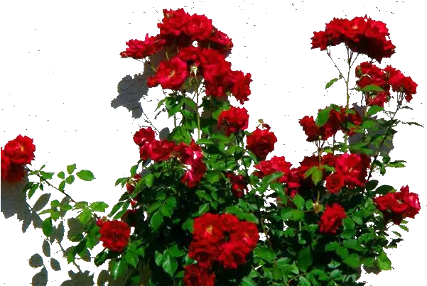  Rosebush Png 1 Image Red Rose Bush Png Rose Bush Png