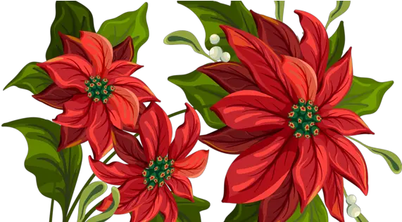  Poinsettia Drawing 600x315 Png Clipart Download Christmas Flower Transparent Background Poinsettia Png