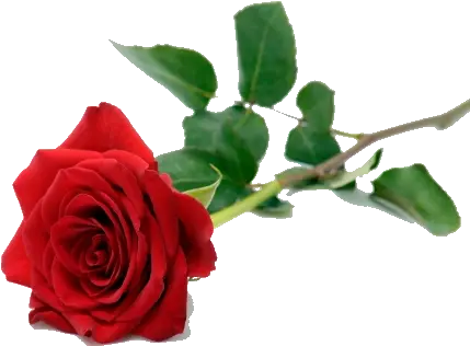  Single Red Rose Png Pic Single Red Rose Png Single Rose Png