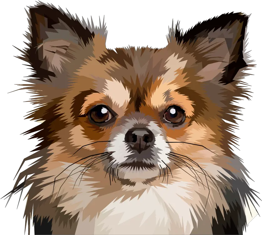  Download Chihuahua Puppy Pomeranian Pet Chihuahua Dog Art Png Chihuahua Png