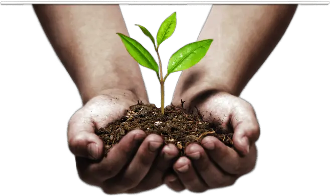  Download Sprout In Hands Png Hand Image Tree Plantation Images Png Sprout Png