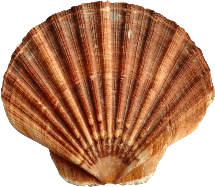  Download Free Png Sea Transparent Background Shells Transparent Seashell Png