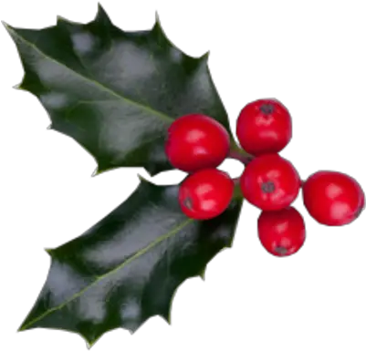  Download Christmas Berries Psd Christmas Berries Png Image Christmas Berries Berries Png