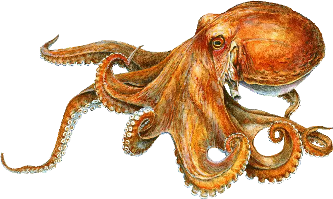  Calvert Marine Museum Md Octopus Image With Name Png Octopus Transparent