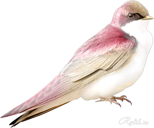  Png Bird Transparent Pink Bird Birds Transparent Background