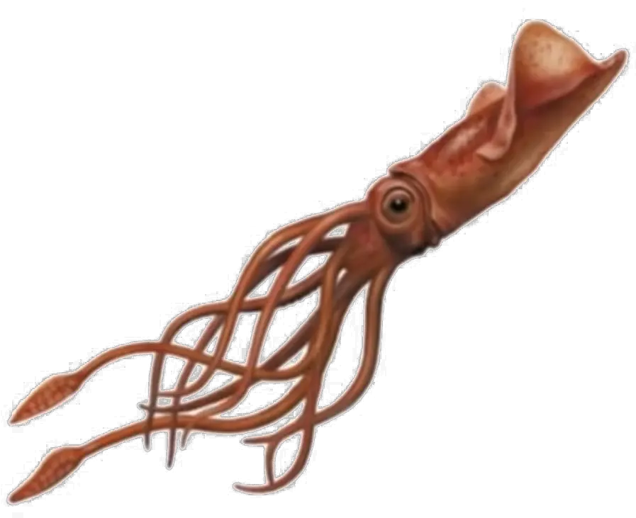  Squid Png Image Giant Squid Transparent Background Squid Png