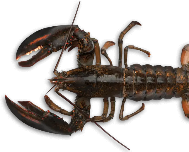  Seafood Drawing Lobster Maine American Lobster Crawdad Png Lobster Png