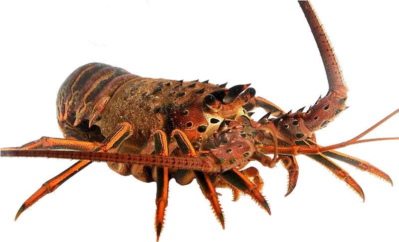  California Spiny Lobster Png California Spiny Lobster Png Lobster Png