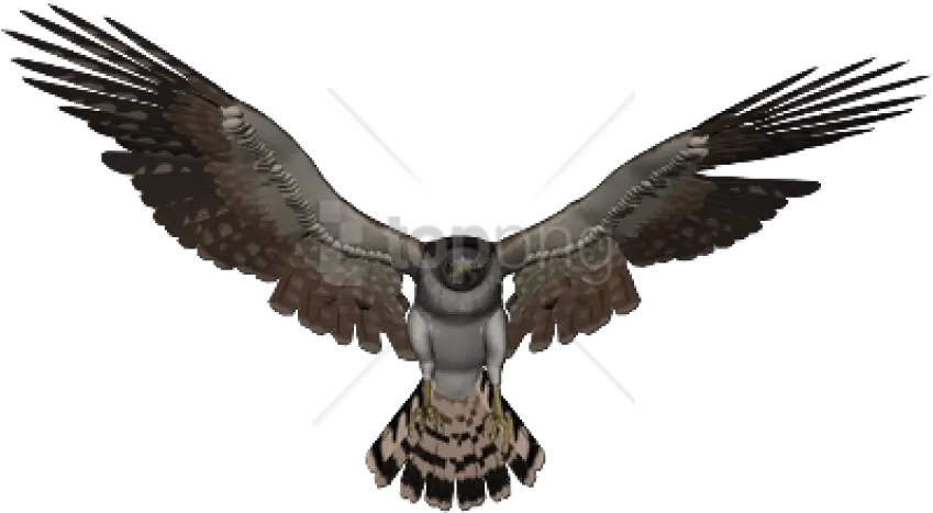  Free Png Download Falcon Images Transparent