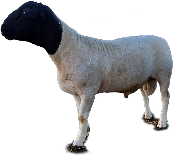  Sheep Png Free Image Download