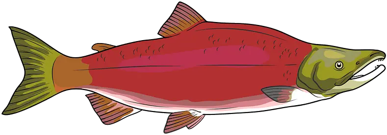  Sockeye Red Salmon Clipart Sockeye Salmon Clipart Png Salmon Transparent