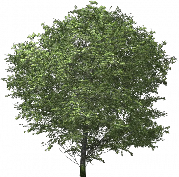  Ash Tree Png Images Transparent U2013 Free Vector Transparent Background Oak Tree Png Ash Png