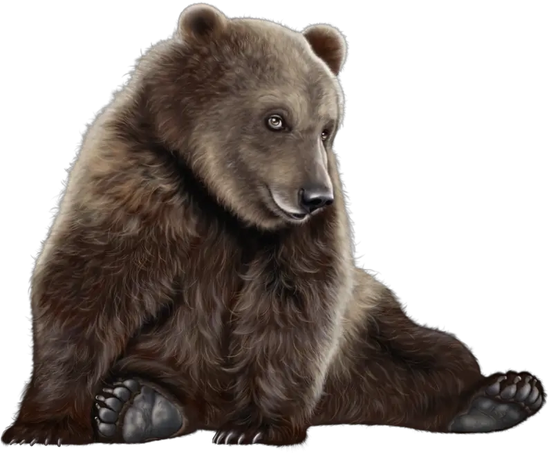  Clipart Bear Png Grizzly Bear Hd Png Brown Bear Png