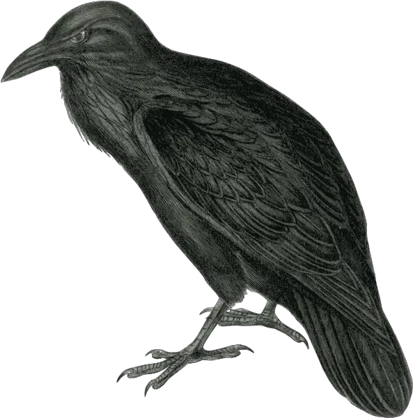  Vector Image Of Dark Colored Raven In Monotone Free Svg Raven Clip Art Png Raven Silhouette Png