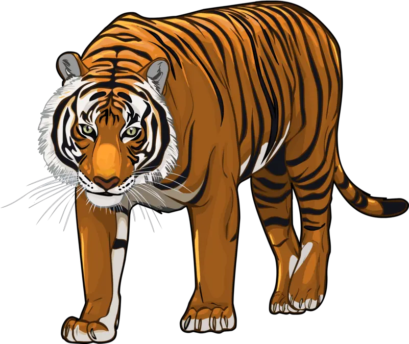  Picture Transparent Library Png Files Transparent Tiger Cartoon Png Tiger Png