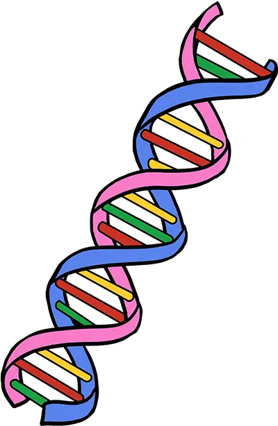  How To Draw Dna Really Easy Drawing Tutorial Adn Draw Png Dna Colorful Icon