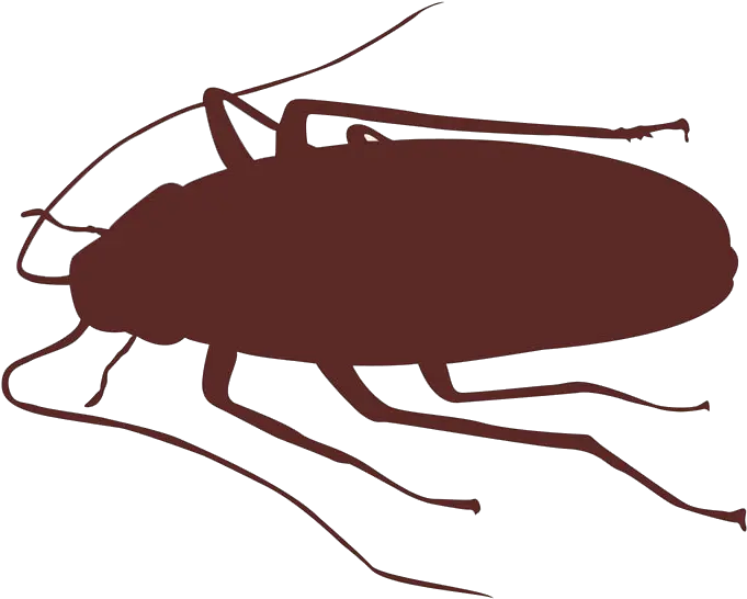  Cockroach Insect Silhouette Silhouette Cockroach Outline Png Roach Png