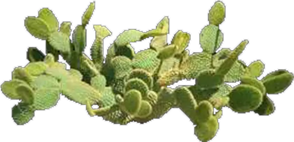  Plant Top View Png Product Item Prickly Pear Top View Prickly Pear Top View Plant Top View Png