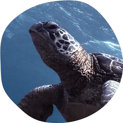  Home Ridley Sea Turtle Png Sea Turtle Png