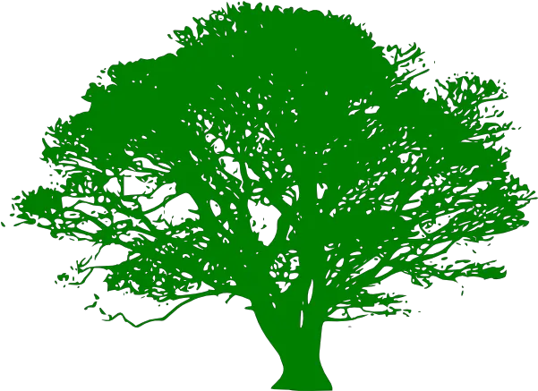  Maple Tree Png 900px Large Size Clip Arts Free And Png Vector Tree Black And White Maple Tree Png