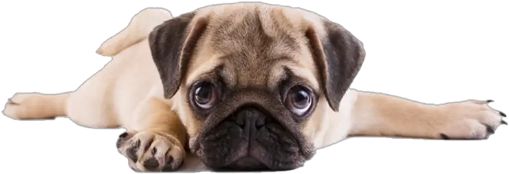  Pug Png Transparent Images Pug Puppy Transparent Background Pug Png