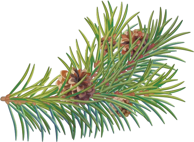  Download Free Png Pine Tree Branch Two Needle Pinyon Pine Two Needle Pinyon Pine Pine Tree Branch Png