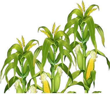  Download Corn Plant Transparent Image Hq Png Freepngimg Corn Stalk Png Plant Transparent Background