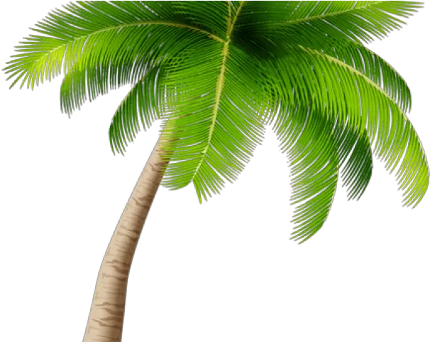  28 Palm Tree Clipart Transparent Png Transparent Background Palm Tree Png Tree Clipart Transparent Background